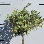 Olivovník európsky (Olea europaea)  - výška 70-90 cm, kont. C5L – NA KMIENKU (-12°C)